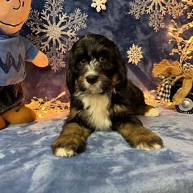 Mini Bernedoodle