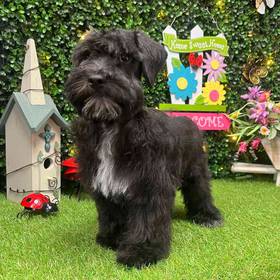 Schnoodle