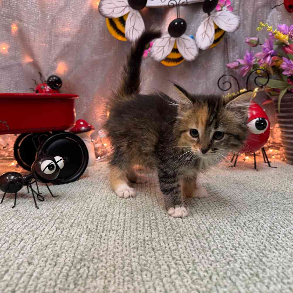carousel pet images