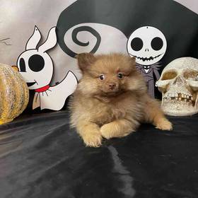 Pomeranian