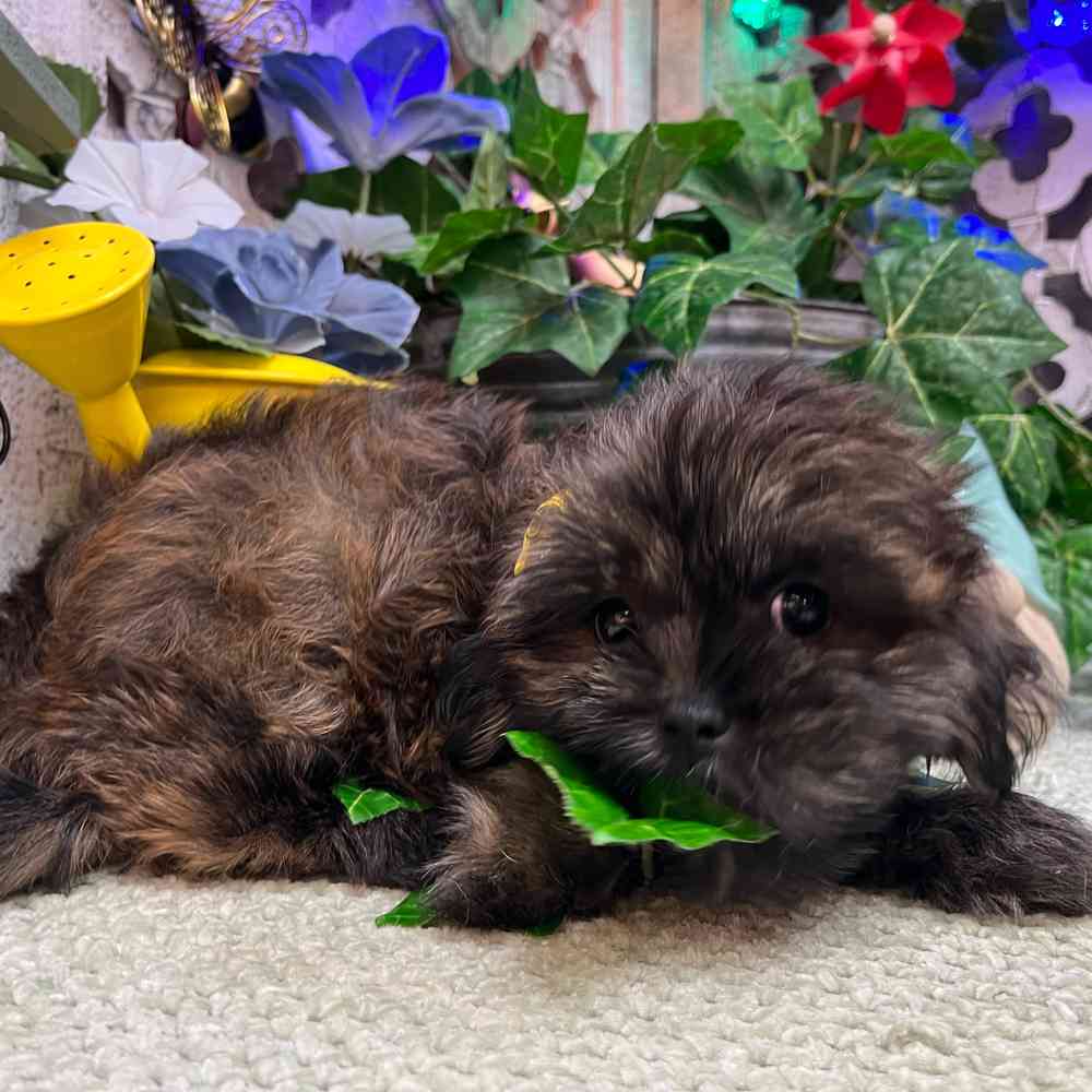 carousel pet images