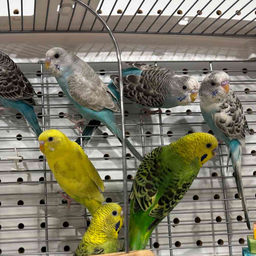 carousel pet images