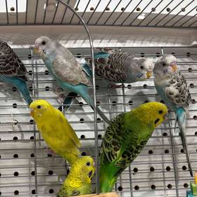 Parakeet
