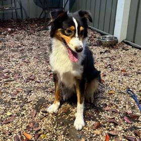 Australian Shepherd