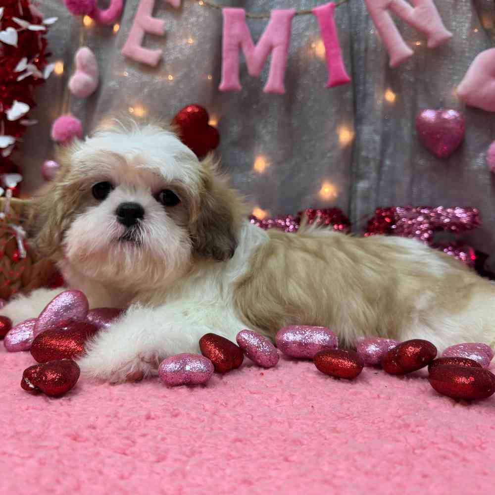 carousel pet images