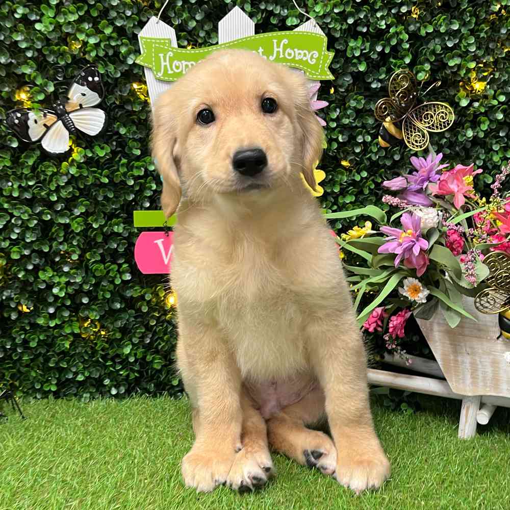 Image of a pet breed in the gallery