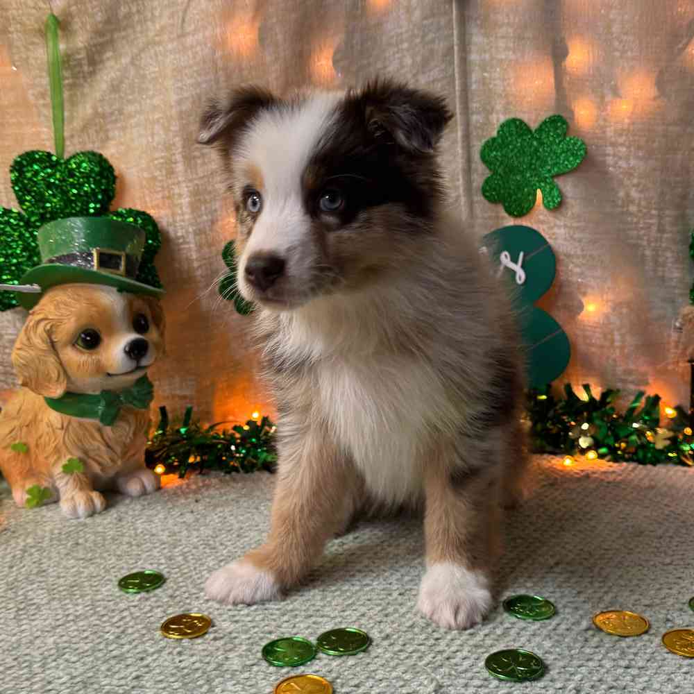 carousel pet images
