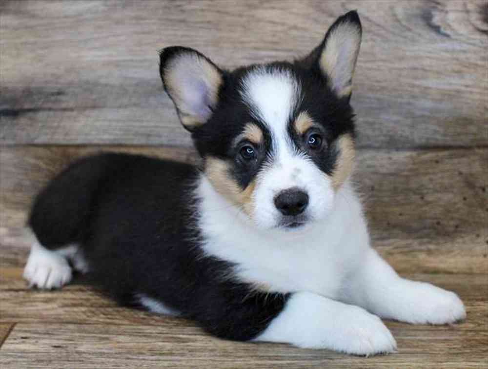 carousel pet images