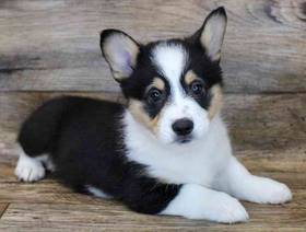 Pembroke Welsh Corgi