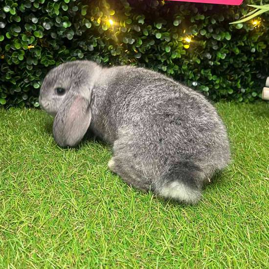 Holland Lop