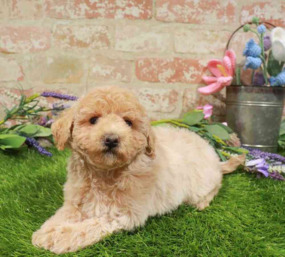 carousel pet images