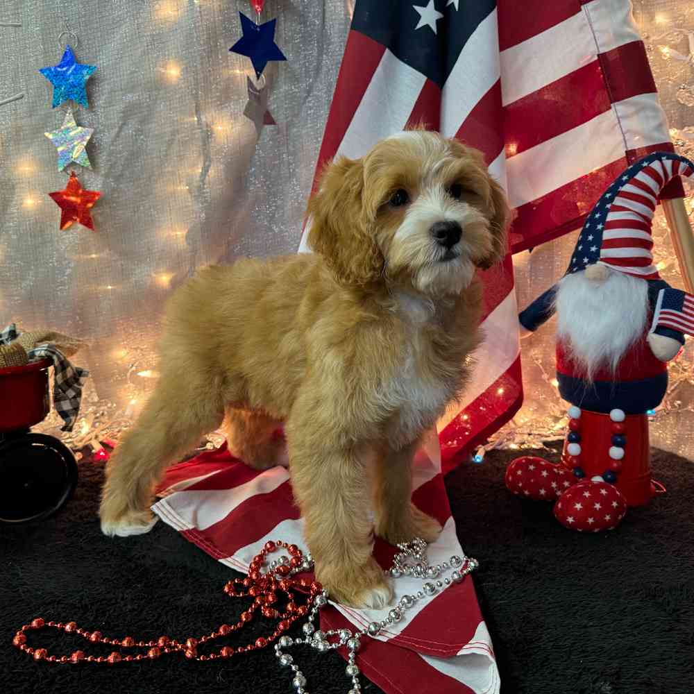 carousel pet images