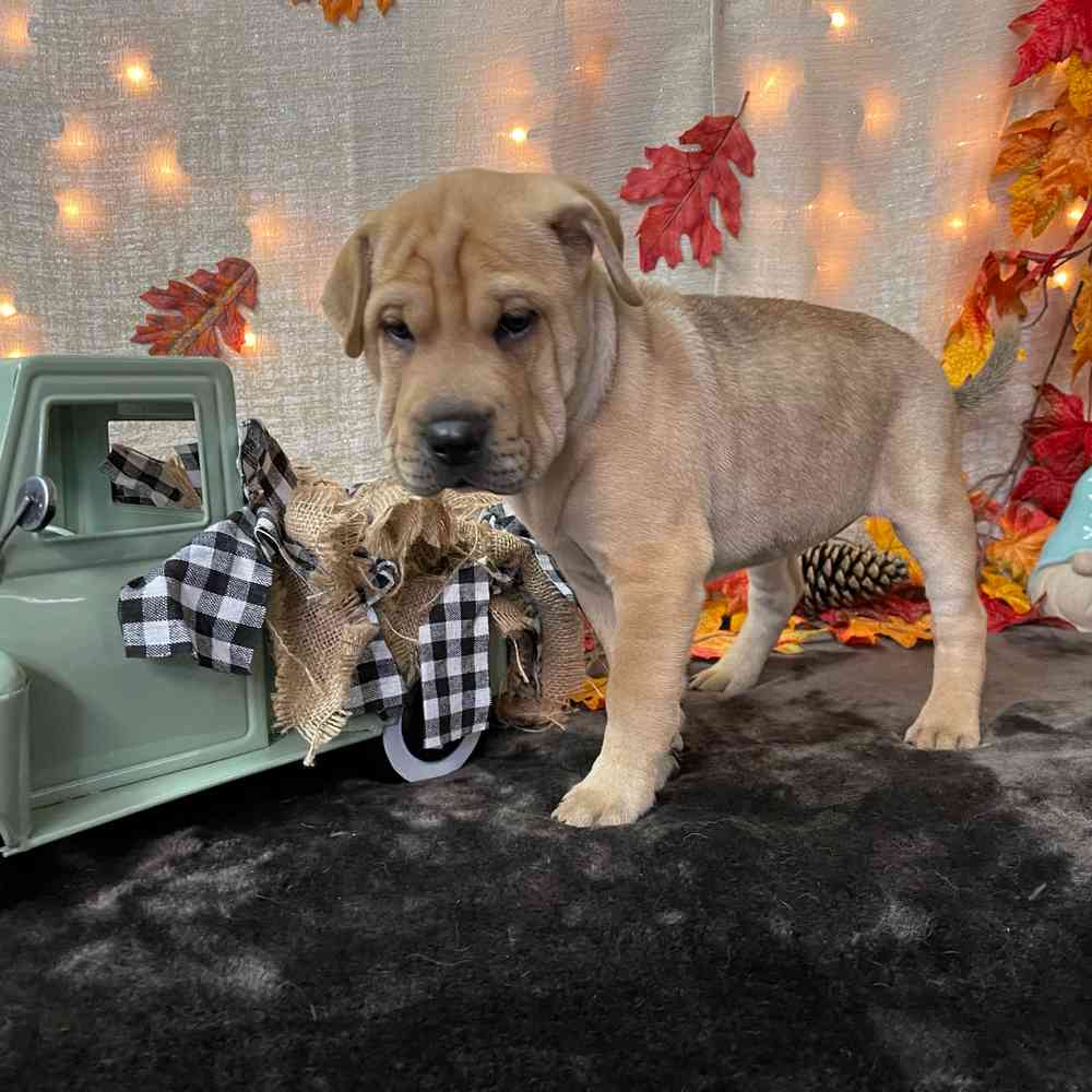 carousel pet images