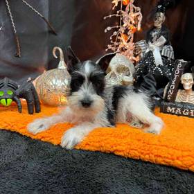 Mini Schnauzer