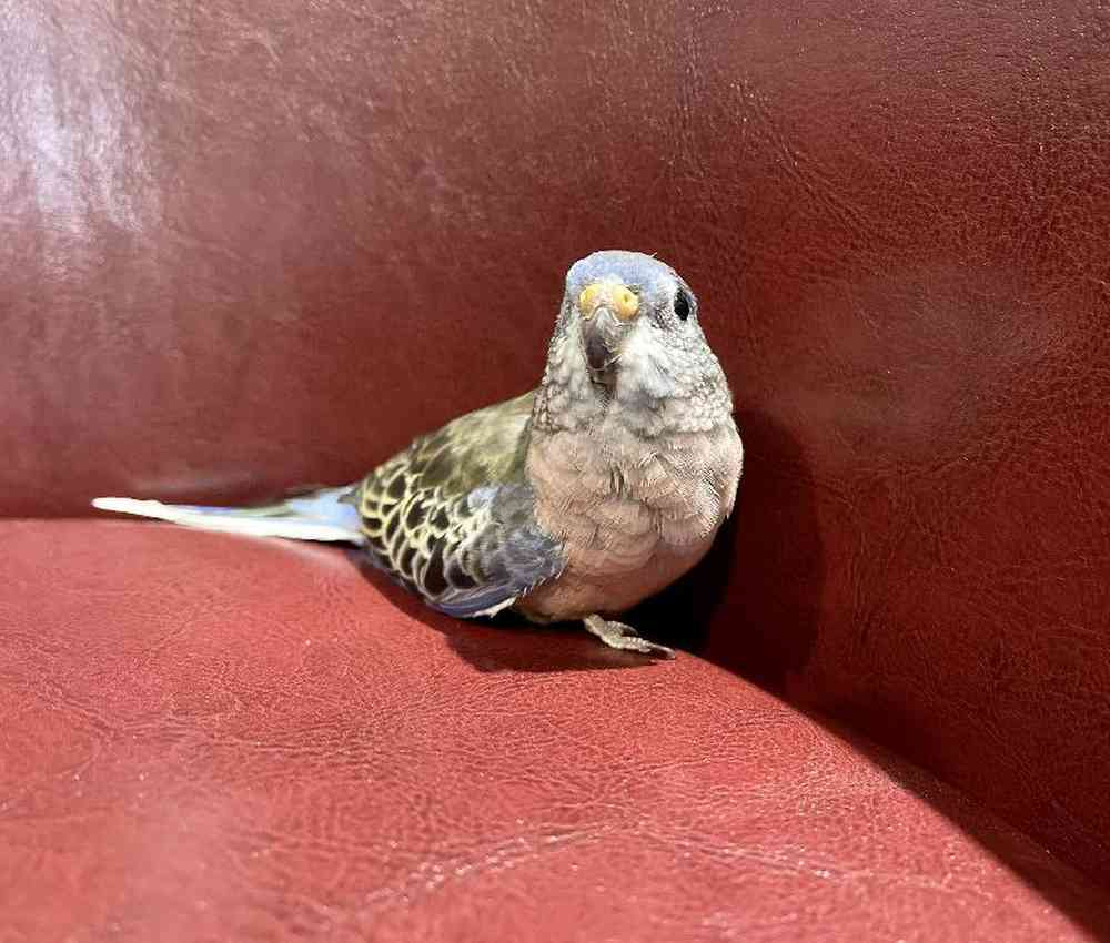 Bird