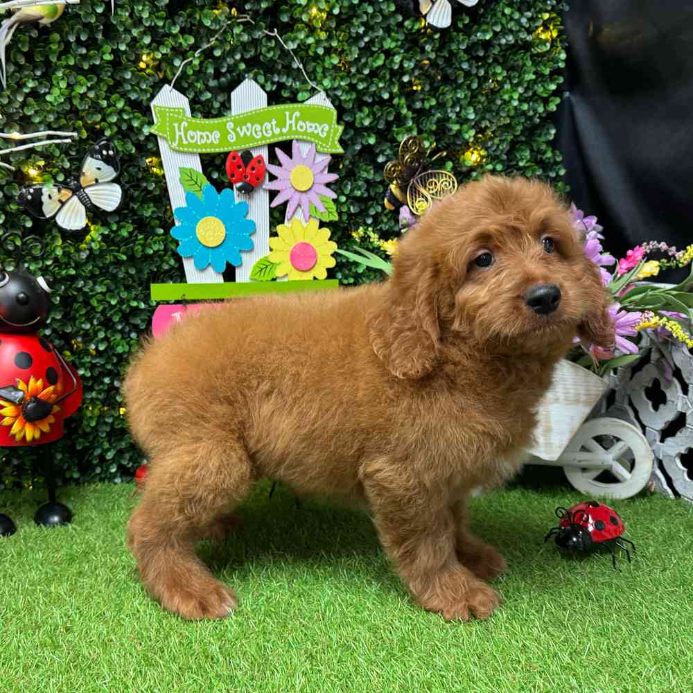 carousel pet images