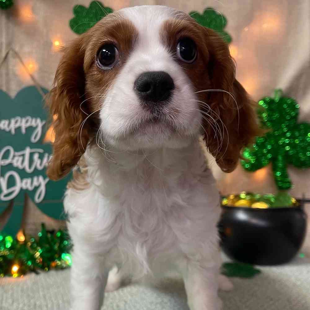 carousel pet images