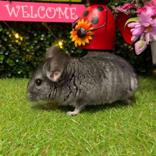 Chinchilla