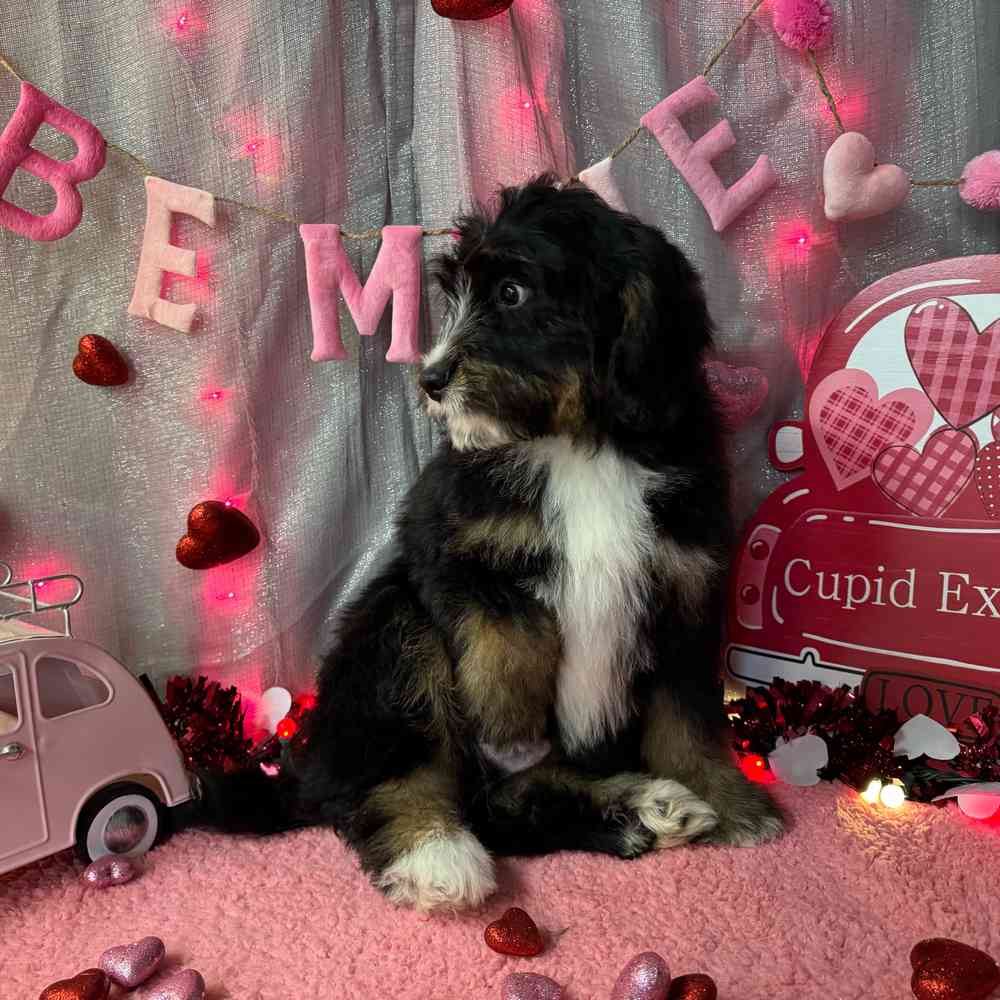 carousel pet images