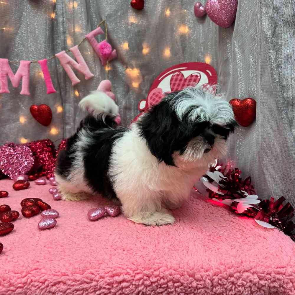 carousel pet images
