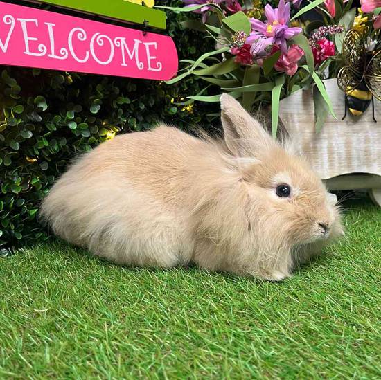 Lionhead