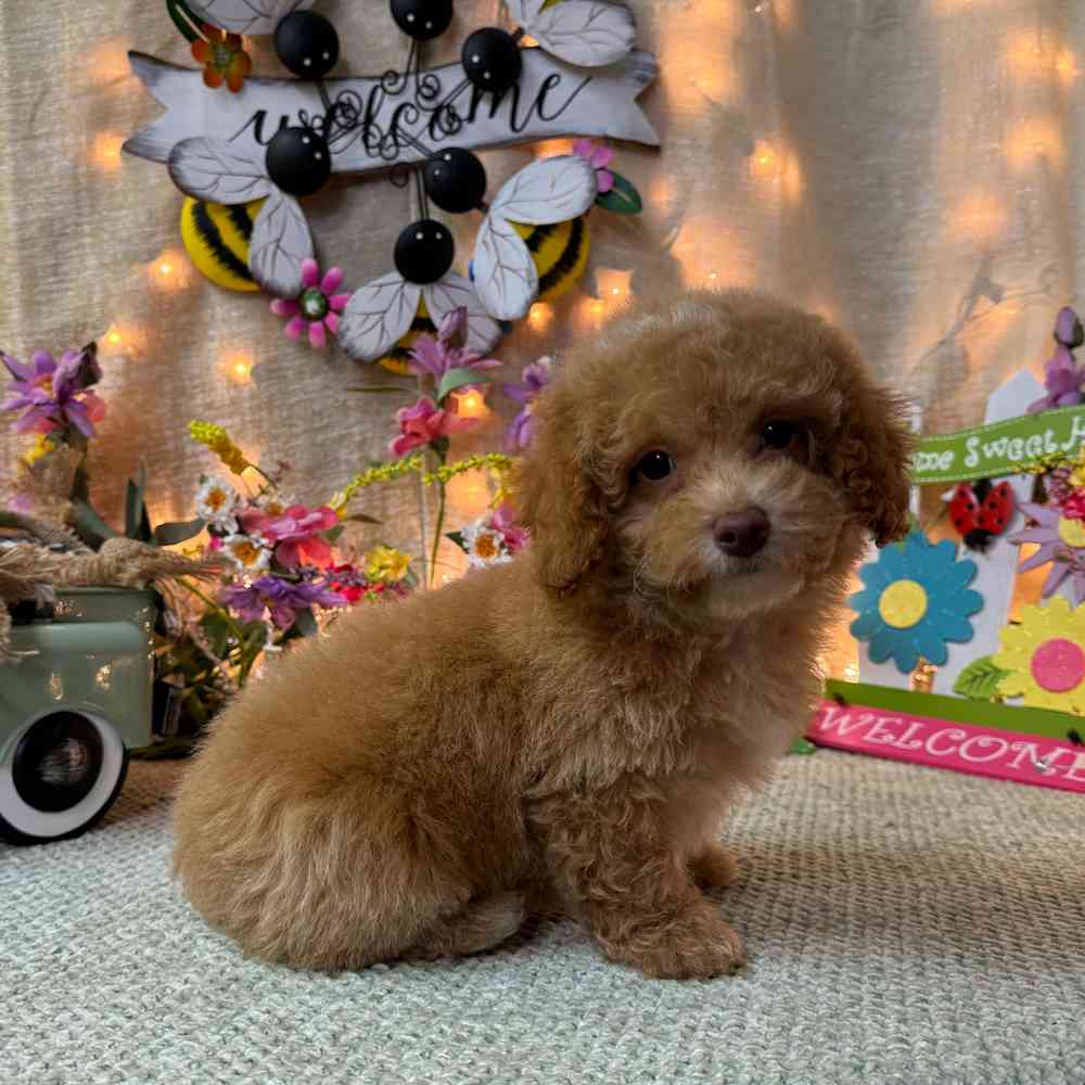 carousel pet images