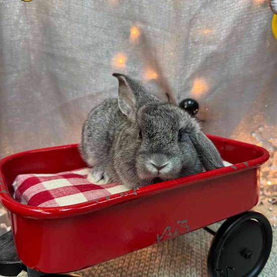 Flemish Giant Mix