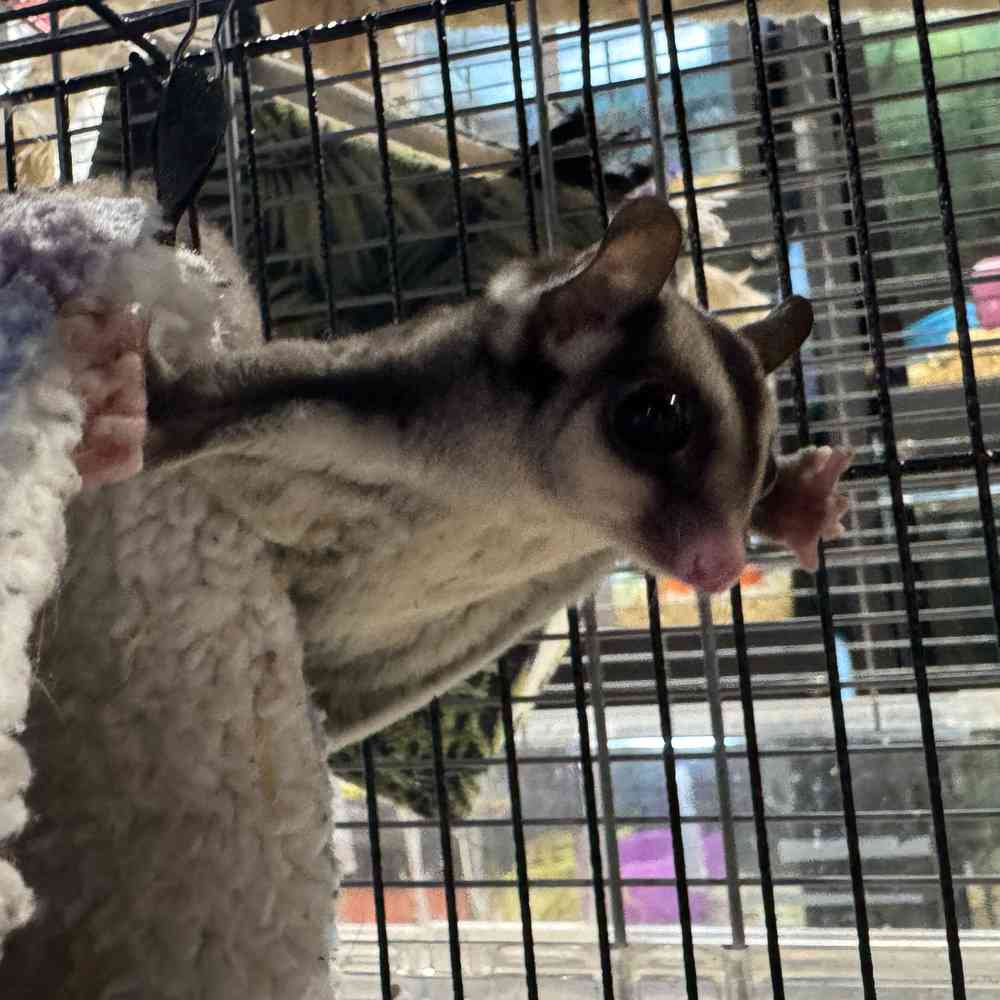 carousel pet images