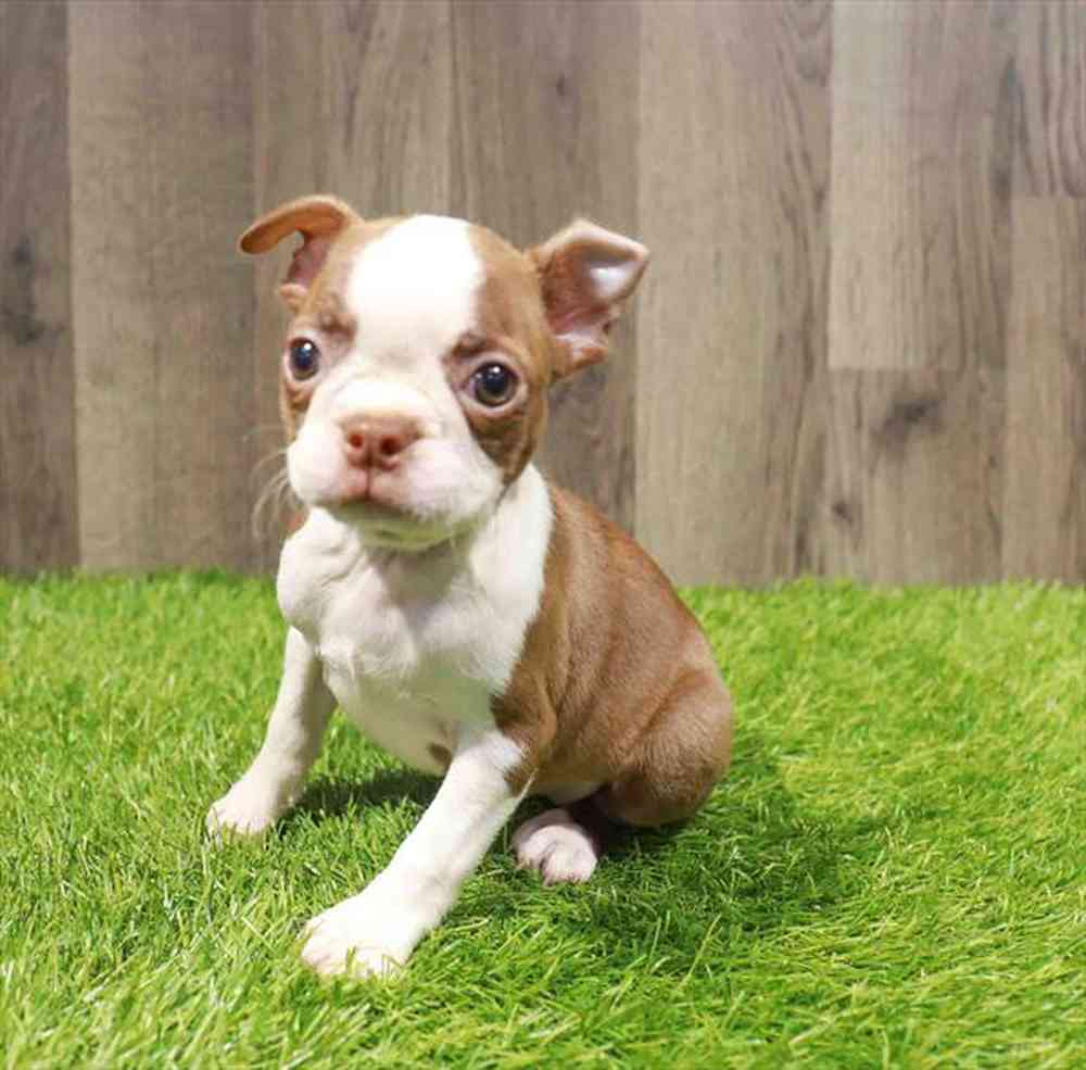 Image of a pet breed in the gallery