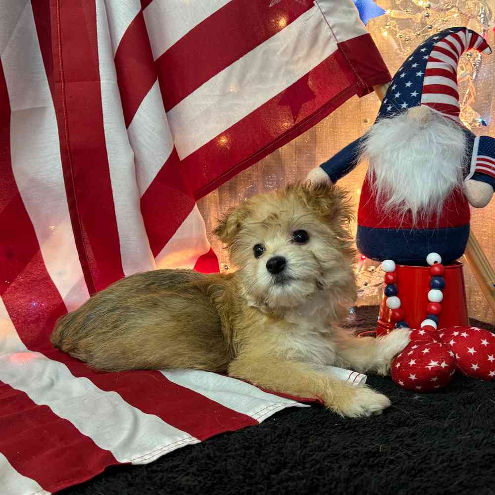 carousel pet images