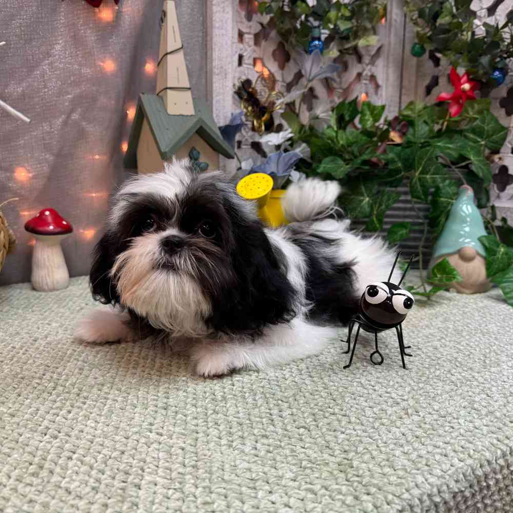carousel pet images