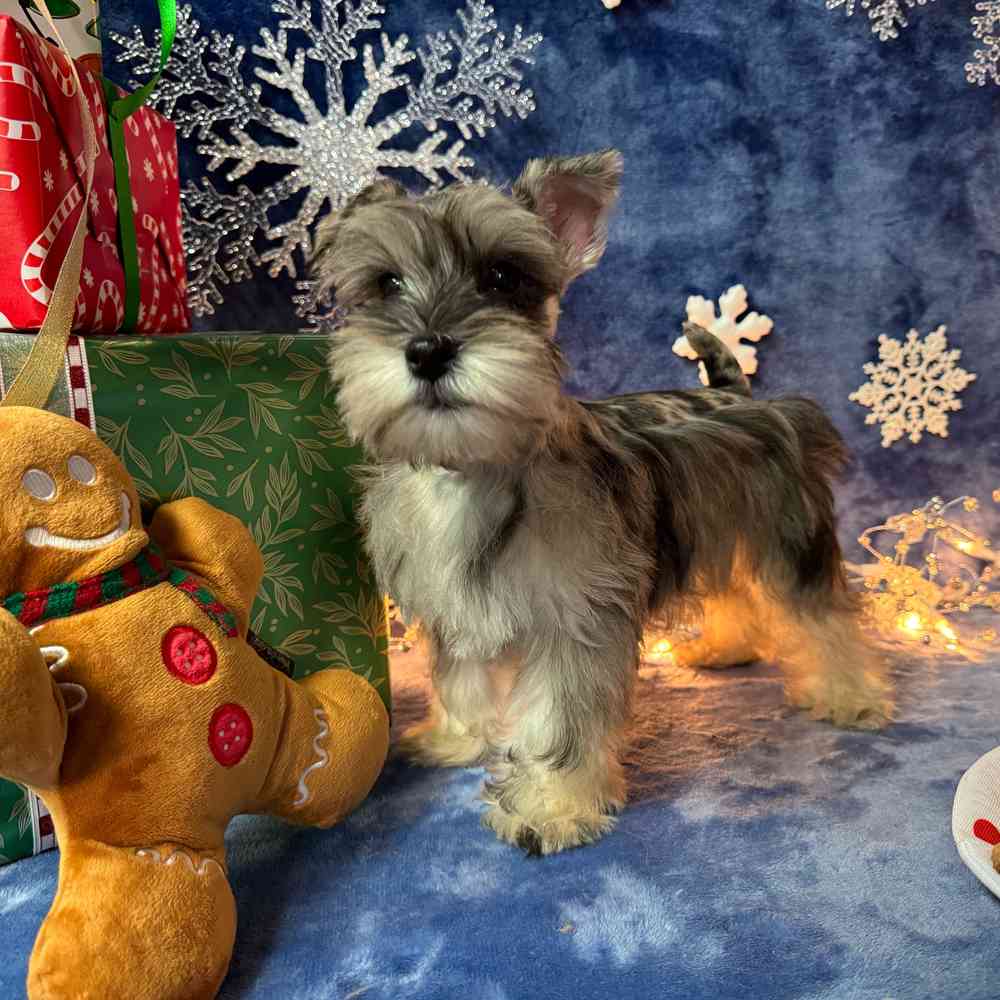 carousel pet images