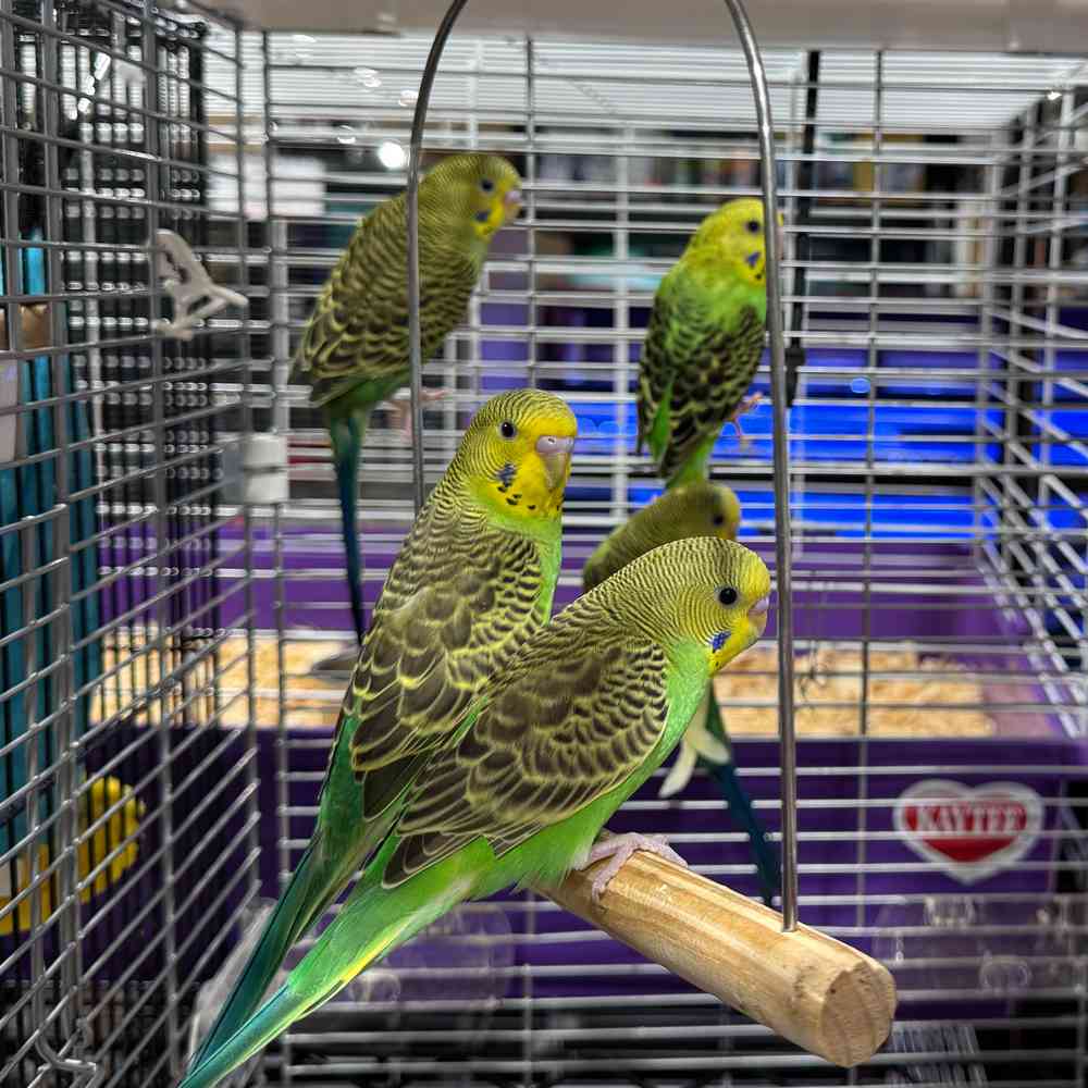 carousel pet images