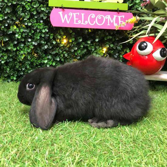 Flemish Giant Holland Lop Mix