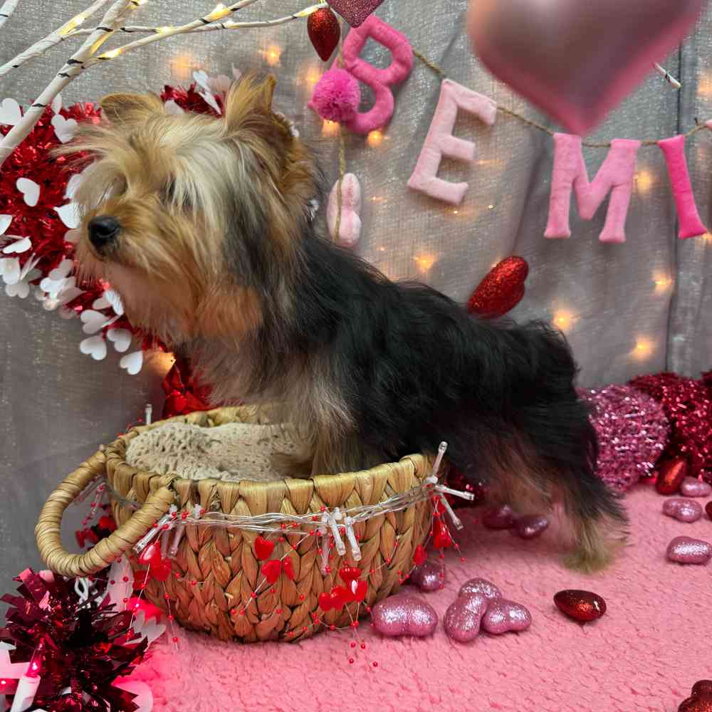 carousel pet images