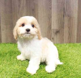 Cavachon