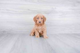 Mini Goldendoodle