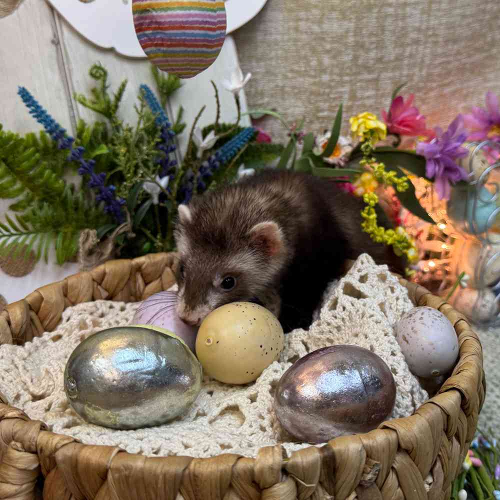 carousel pet images
