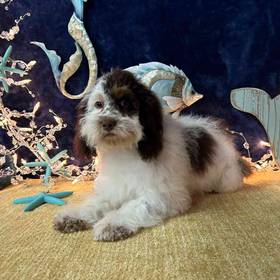 Cockapoo