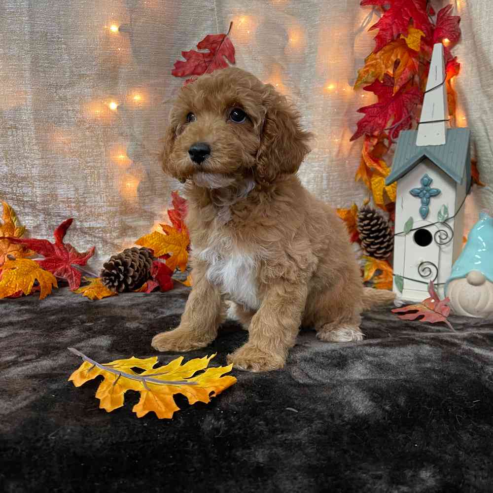 carousel pet images