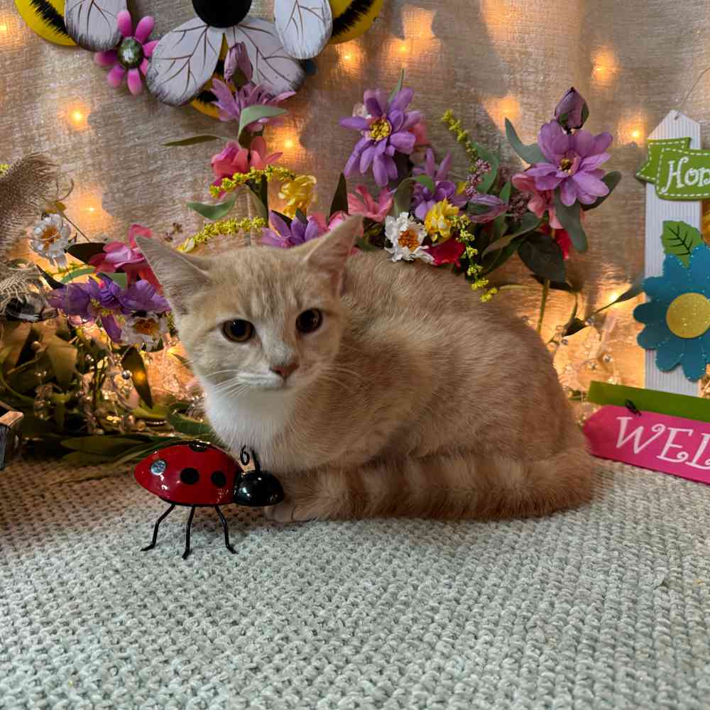 Kitten