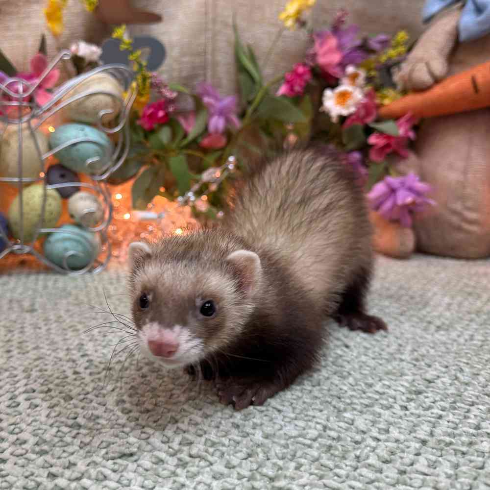 carousel pet images