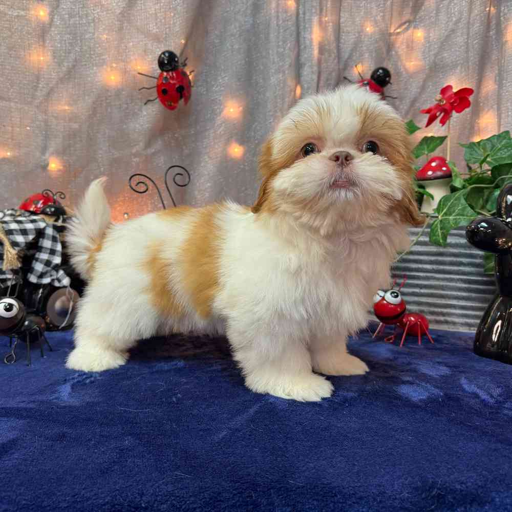 carousel pet images
