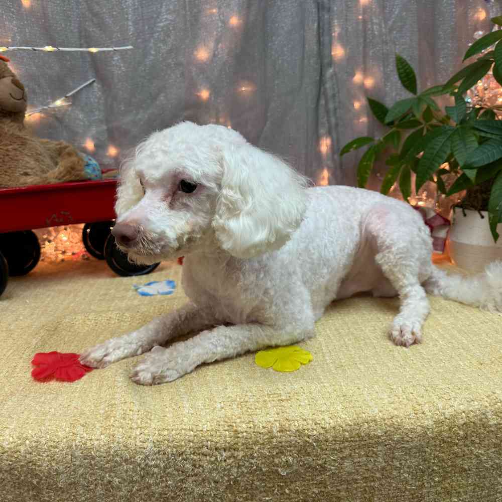 carousel pet images
