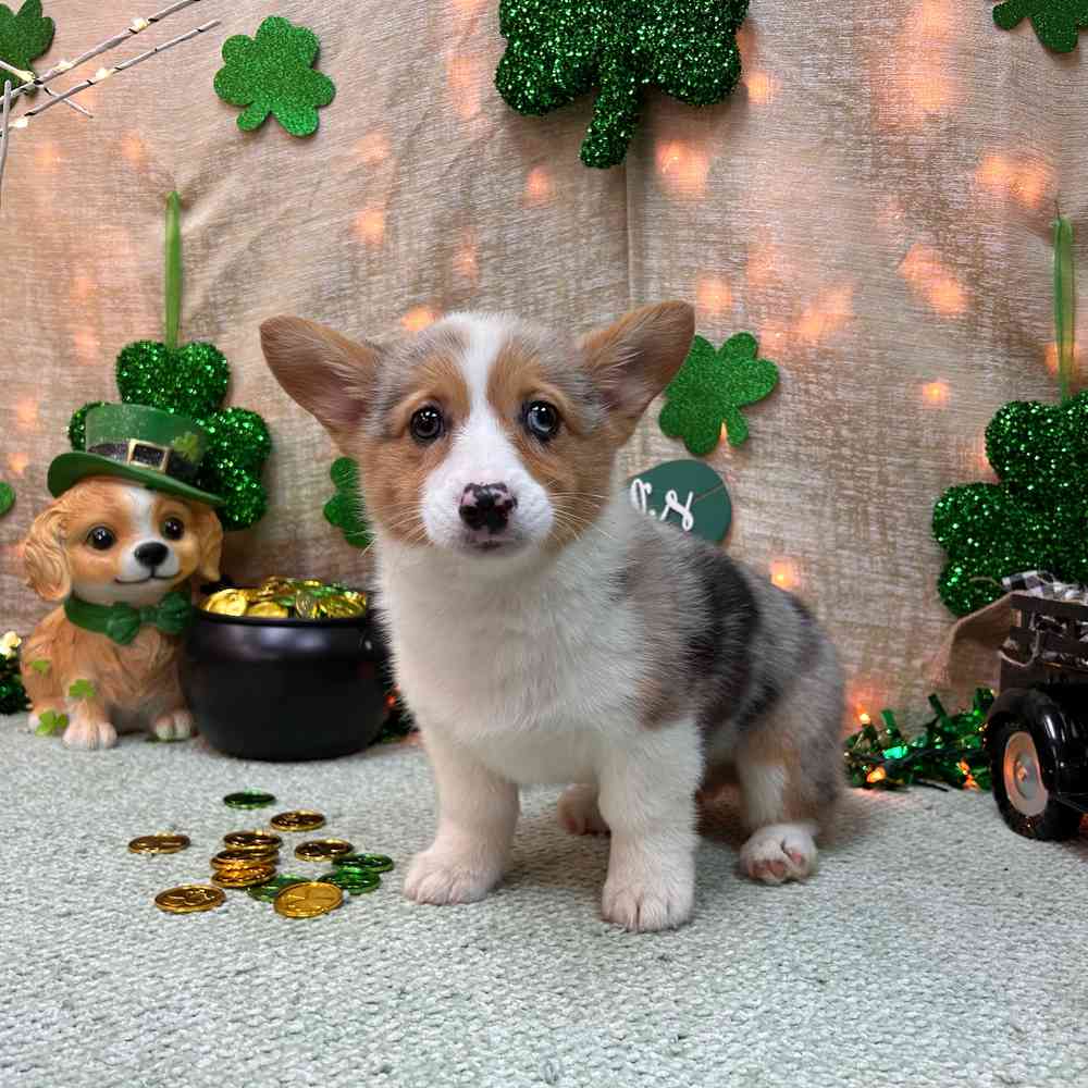 carousel pet images