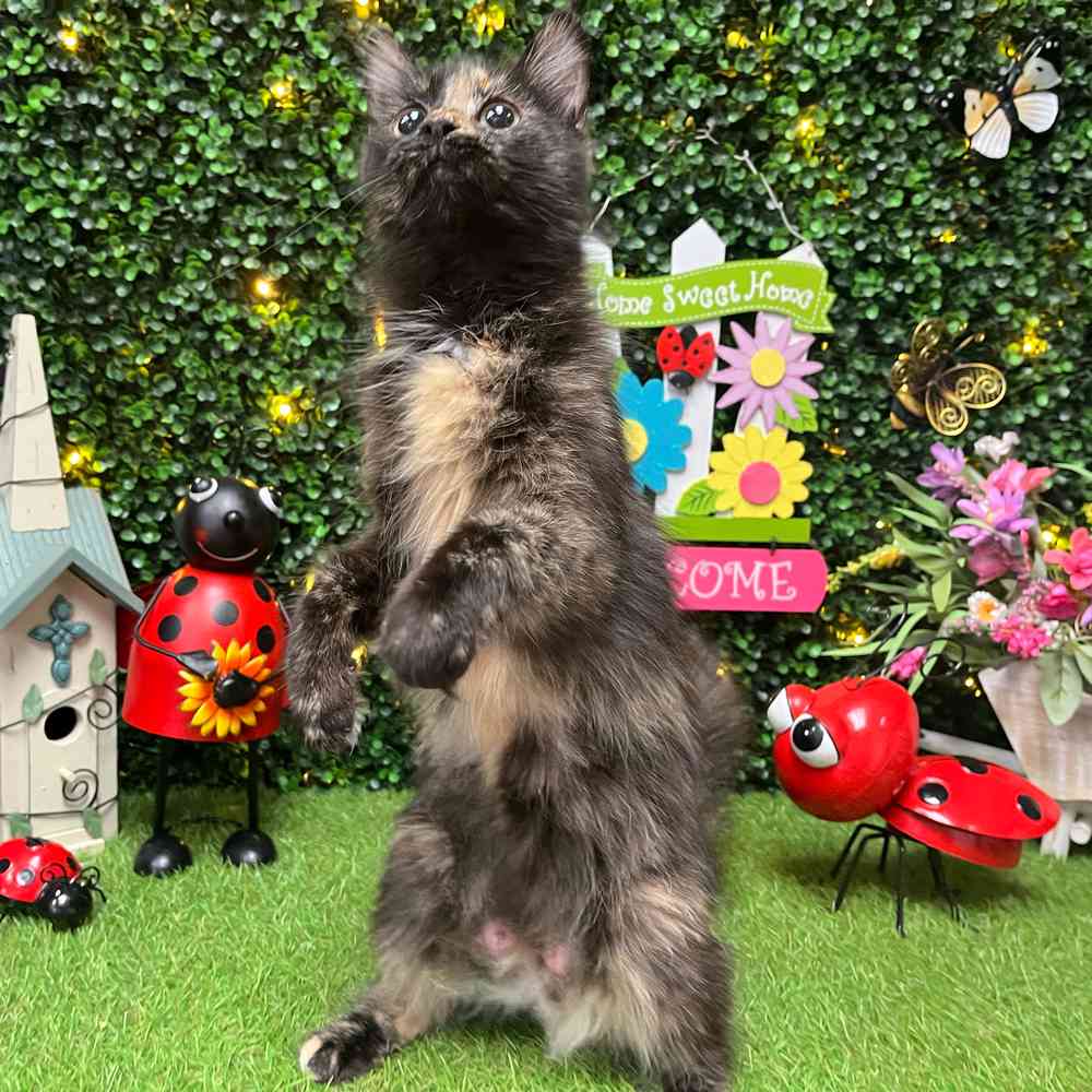 carousel pet images