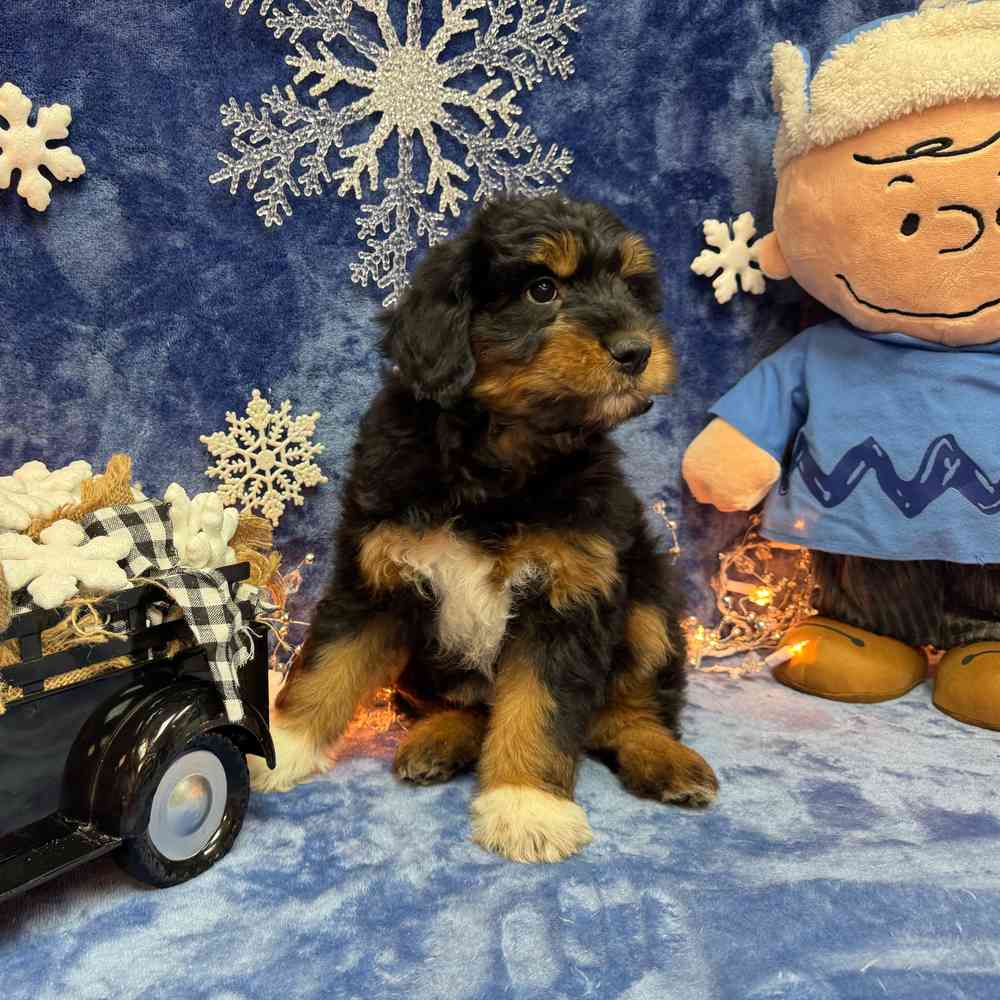 carousel pet images