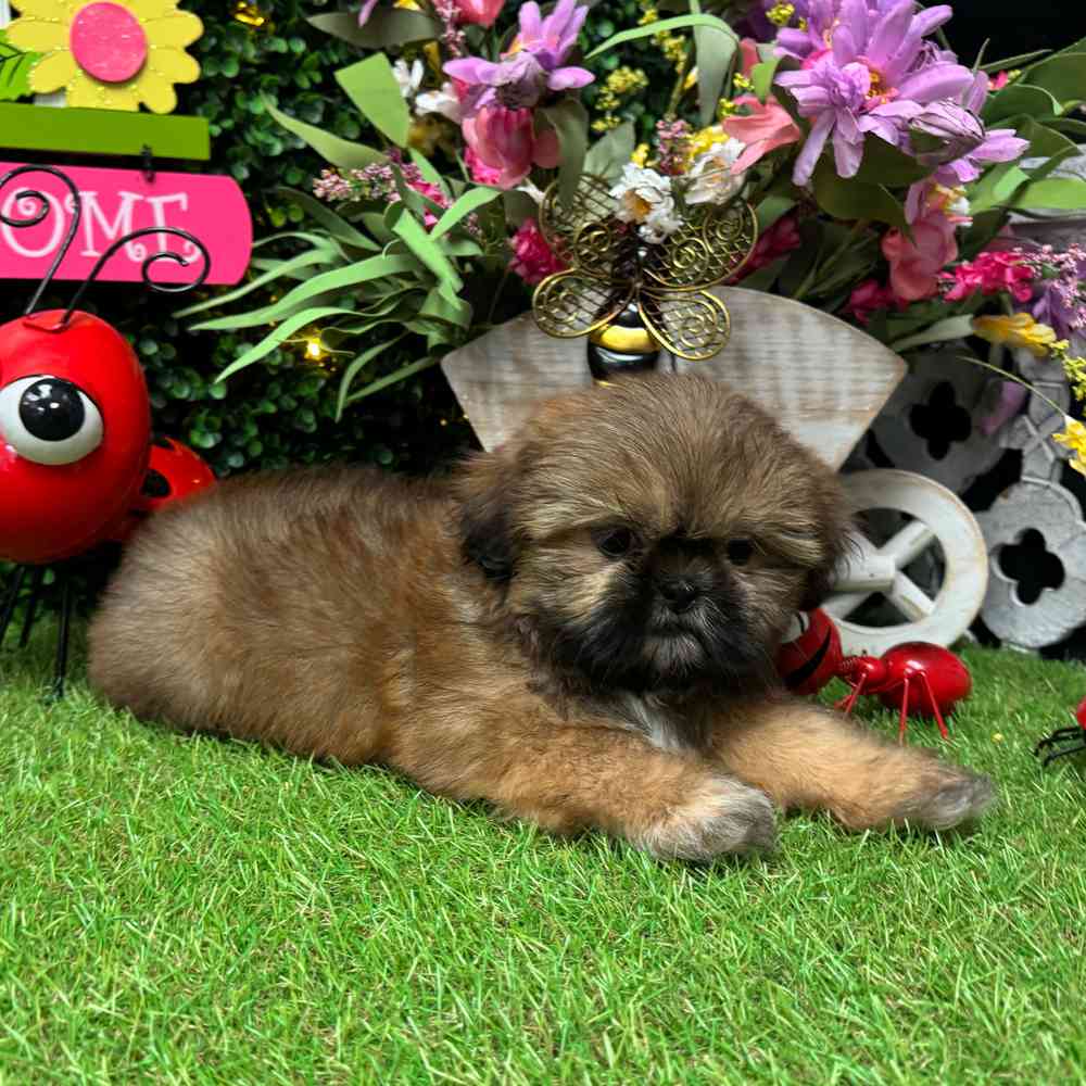 carousel pet images