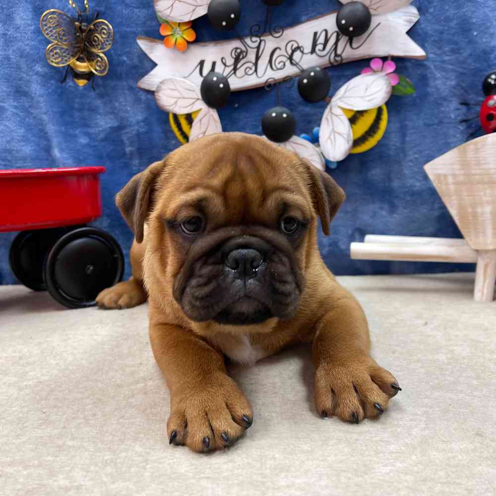 carousel pet images
