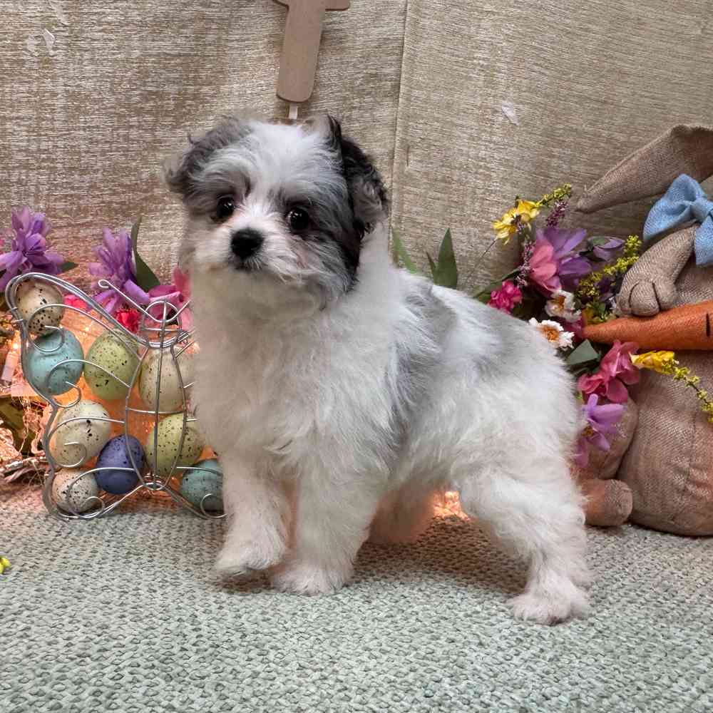 Image of a pet breed in the gallery